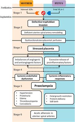 Current Researches, Rationale, Plausibility, and Evidence Gaps on Metformin for the Management of Hypertensive Disorders of Pregnancy